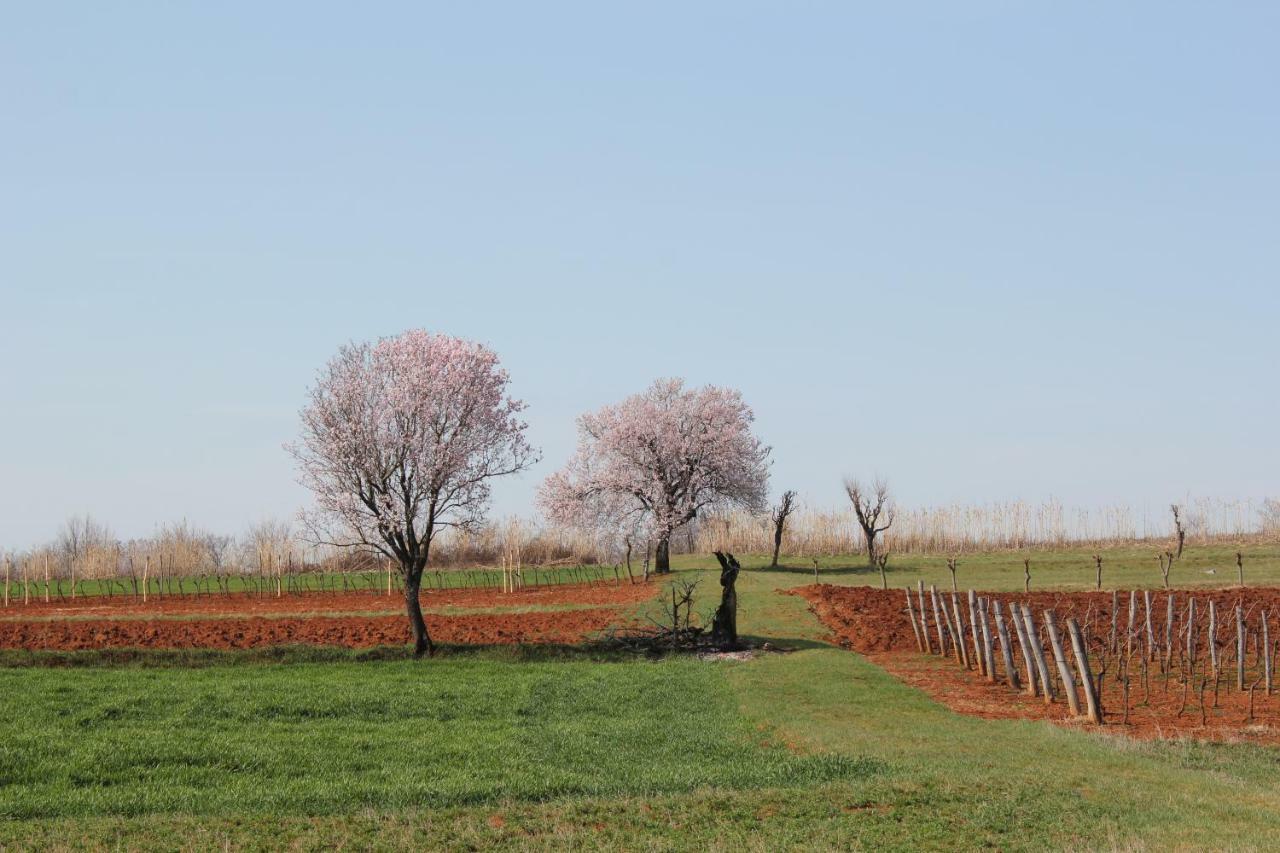 Tenuta Paljari Vižinada 外观 照片